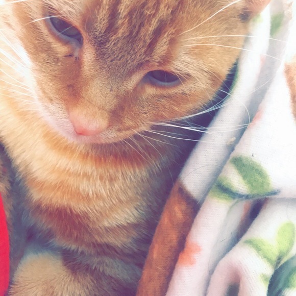 Meet your Posher, Ariah - Picture 4 of 4